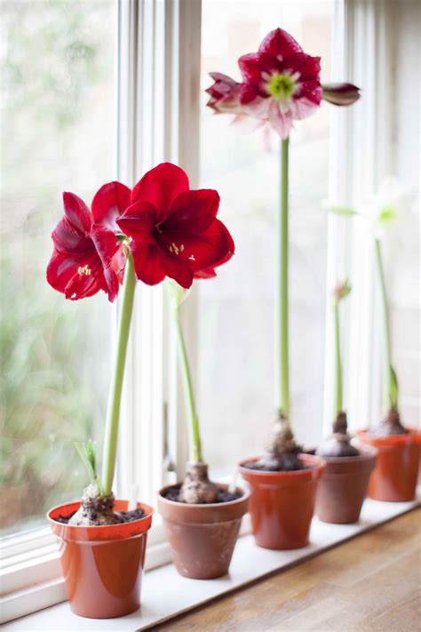 Flowers To Grow Indoors From Seed