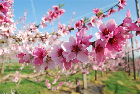 10 Beautiful Japanese Flowers And Their Meanings Tsunagu