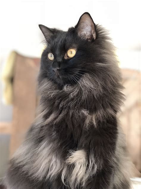 Our Black Smoke Cat A Beautiful Feline And Fabulous Friend Black