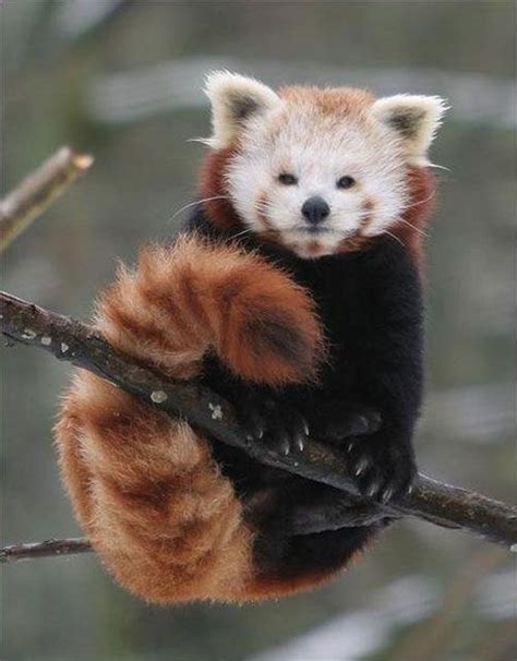 Dark Roasted Blend Rare Red Panda Or Fire Fox