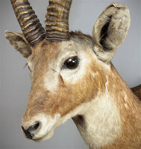 Antiques Atlas Mounted Antelope Head C1910