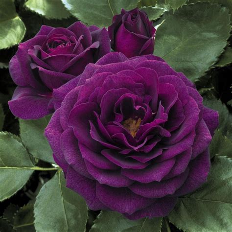 Роза Флорибунда Purple Eden Флорибунда Gardenplants