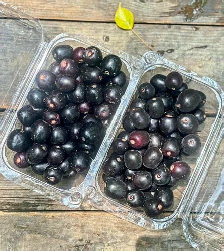A Grade Frozen Jamun Packaging Size 5 Kg At Rs 180kg In Mumbai Id