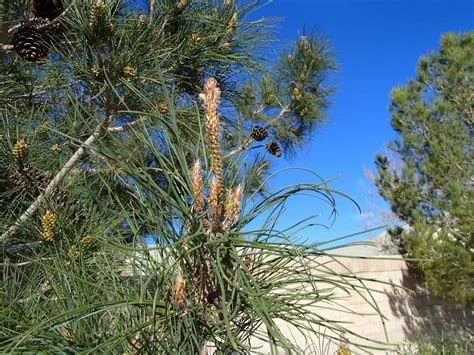 Xtremehorticulture Of The Desert Watering Pine Trees Water Deep