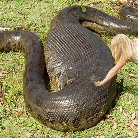The Biggest Snake In The World Anaconda Giant Anaconda Vs Pig