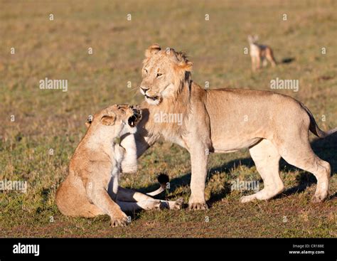 Lion And Lioness Fighting Panthera Leo Fighting Masai Mara National