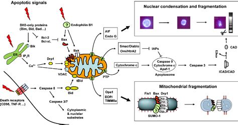Mitochondria Apoptosis Pathway