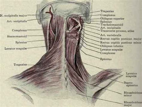 Neck Muscles Before And After