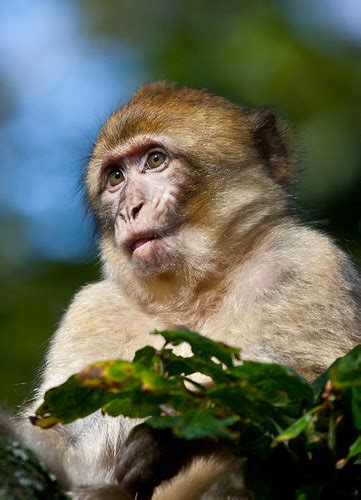 New Obesity Drug Slims Down Chunky Monkeys Bloated Nation