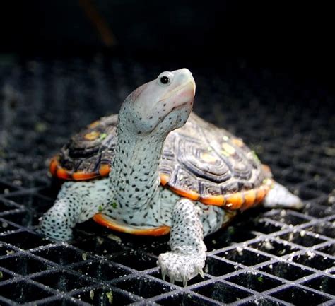 Ornate Diamondback Terrapin In 2021 Cute Baby Turtles Baby Turtles