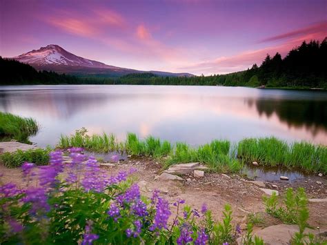 Widescreen Hd Nature Wallpaper In 1080p Size With Purple