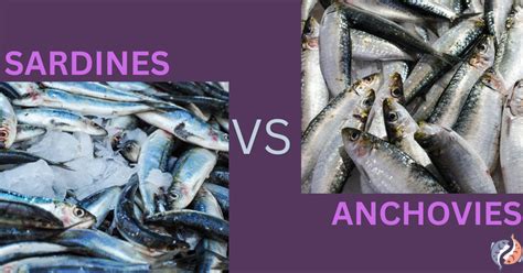 Sardines Vs Anchovies See The Best