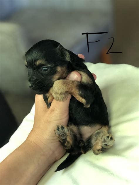 Feel free to like, comment, and share our page. YorkiePoo Puppies For Sale | Delano, MN #300535 | Petzlover