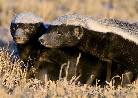 10 Interesting Facts About Honey Badgers 10 Interesting Facts