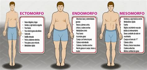Somatotipos Corporais Endomorfo Mesomorfo E Ectomorfo Fisiologia My The Best Porn Website