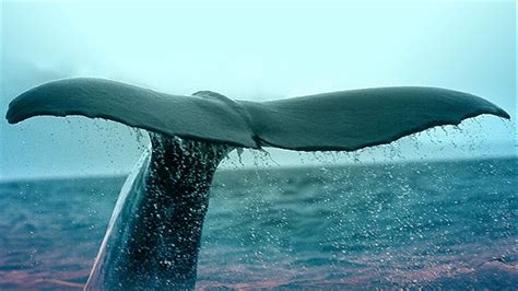 134 Dead Whales Emerge In A Mass Stranding In Cape Verde