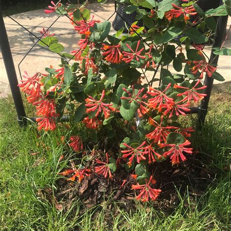 Lonicera X Brownii Dropmore Scarlet Syn Lonicera Sempervirens