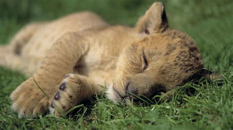 Baby Lion Wallpapers Wallpaper Cave