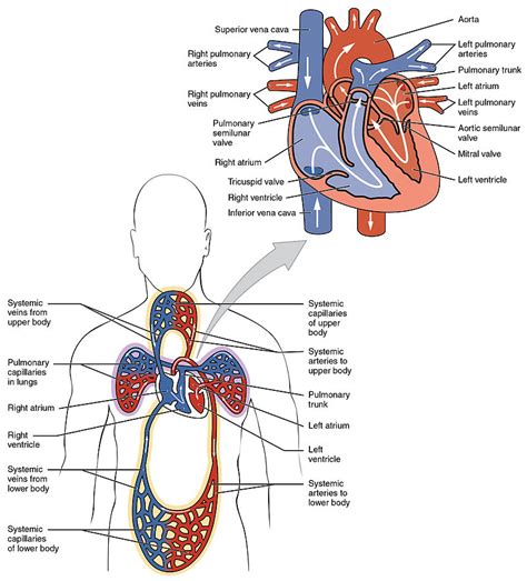 Difference Between Pulmonary Artery And Pulmonary Vein Compare The