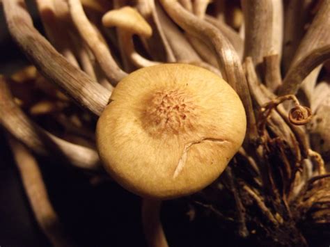 Ringless Honey Mushrooms Armillaria Tabescens Nowiveseeneverything