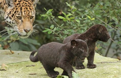 Two Black Jaguar Cubs Born At Artis Zoo Amsterdam On June 28 Wild