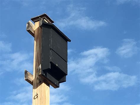 Id Like To Buy And Install A Bat House In My Backyard What Should I