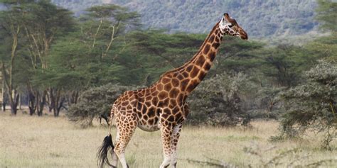 Top 10 Most Endangered Animals In Africa Where To Fin
