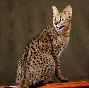 The most distinctive feature of the savannah cat is their coat. Savannah Cat Pictures | Pets World