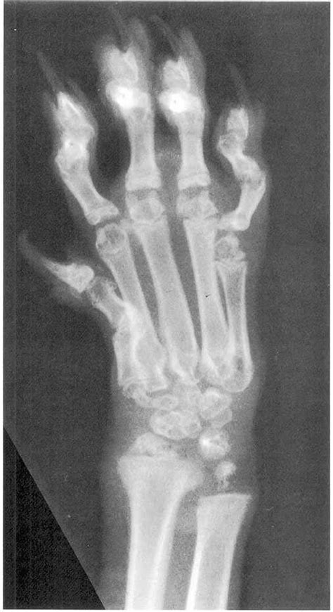 Radiograph. Carpus; 6-month-old cat. There is delay of ...
