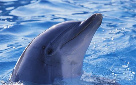 10 Hermosas Imágenes Y Fotos De Delfines En Hd Fotos E Imágenes En