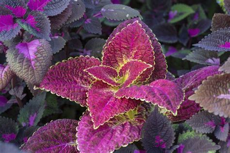 Purple is traditionally associated with royalty and can lend a royal