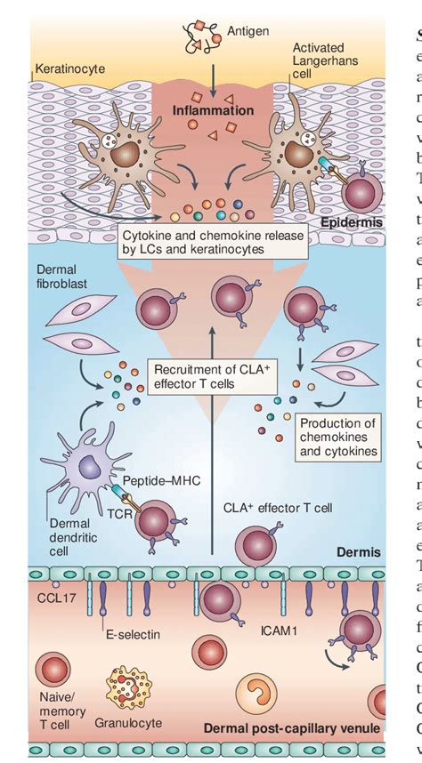 Adaptive Immune Responses In The Skin Circulating Cutaneous