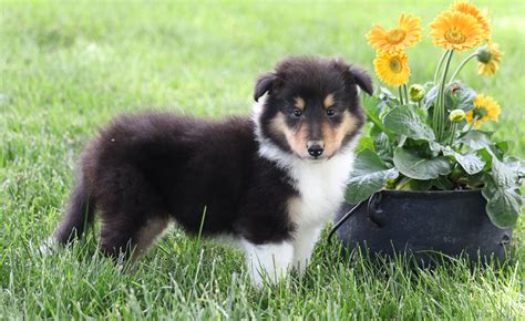 Akc Registered Collie Lassie For Sale Fredericksburg Oh Male Trigg