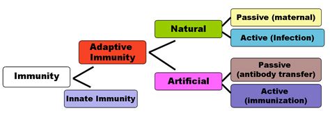 Types Of Immune System Active And Passive Immunity Byjus
