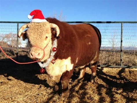 A Brown And White Cow With A Santa Hat On Its Head Is Tied To A Wire Fence