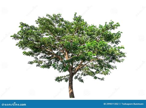 Single Tree Isolated On White Background With Clipping Path Stock Photo