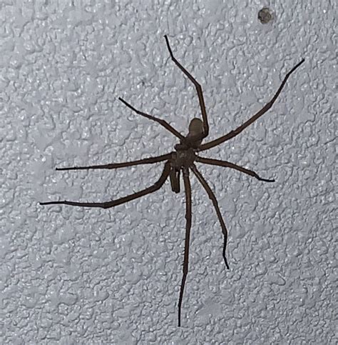 Male Kukulcania Hibernalis Southern House Spider In Edinburg Texas