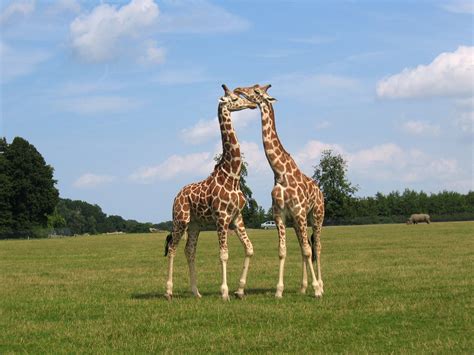 giraffes in love