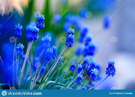 Blue Flowers Stock Photo 77062032