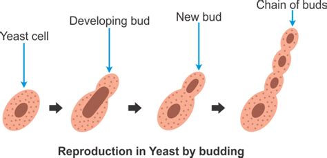 Yeast Meaning