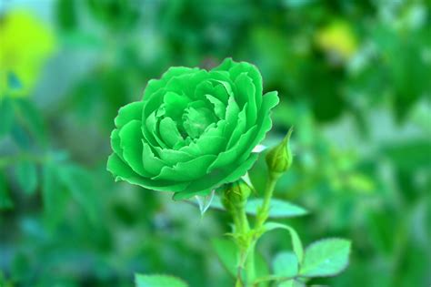 What Is The Meaning Of Green Roses