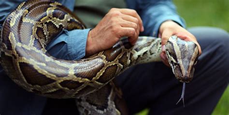 A Whopping 5000 Invasive Pythons Have Been Removed From The Florida