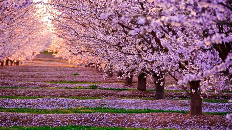Pink Blossom Flowers Trees Field With Sunbeam Hd Spring Wallpapers Hd