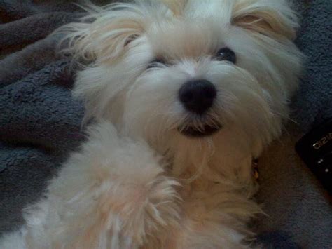 Tate Our Maltese 5 Months Old Here 5 Month Olds Dogs Animals