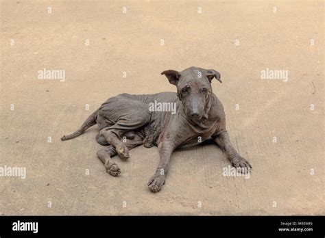 Canine Scabies Dog Stock Photo Alamy