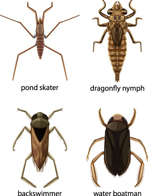 Set Of Different Types Of Bugs And Beetles With Name 2160320 Vector Art