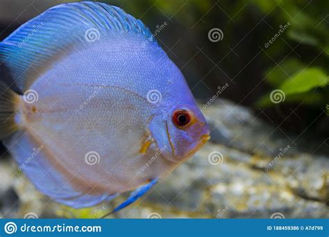 Close Up View Of Gorgeous Blue Diamond Diskus Aquarium Fish Stock