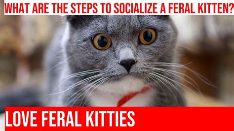 Taming A Feral Kitten An Essential Guide Youtube