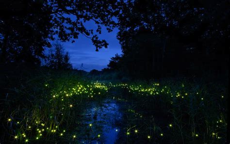 How To Attract Fireflies To Your Yard 5 Essential ‘ungardening Hacks