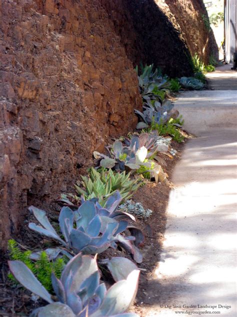 Sausalito Ca Row Of Succulent Combinations Adorn The Natural Chert